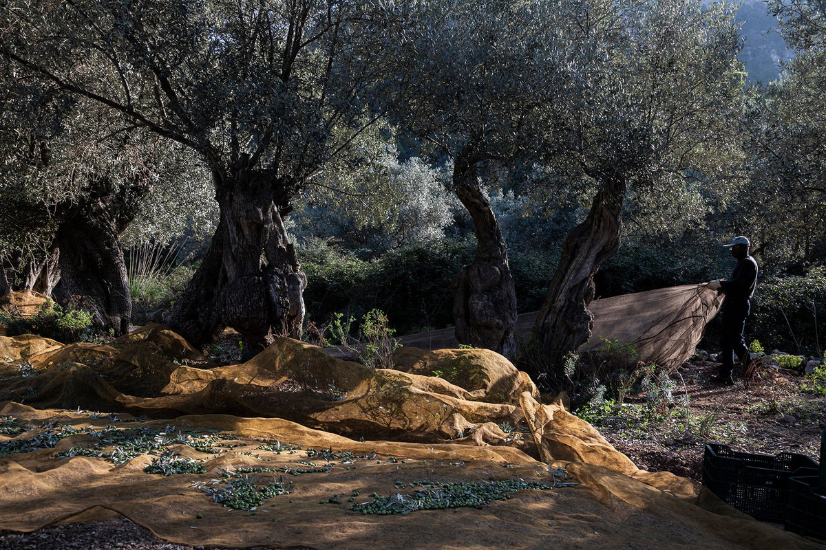 Green Mallorca