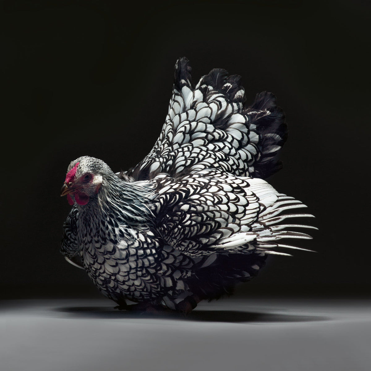 Feathered Elegance