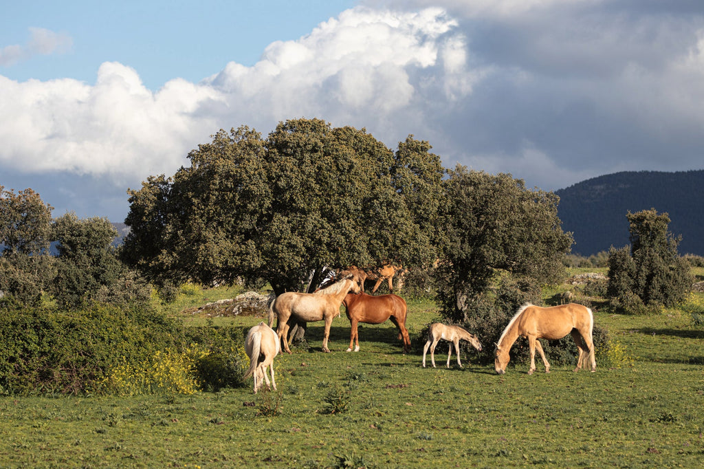 Reiten – Das ultimative Buch