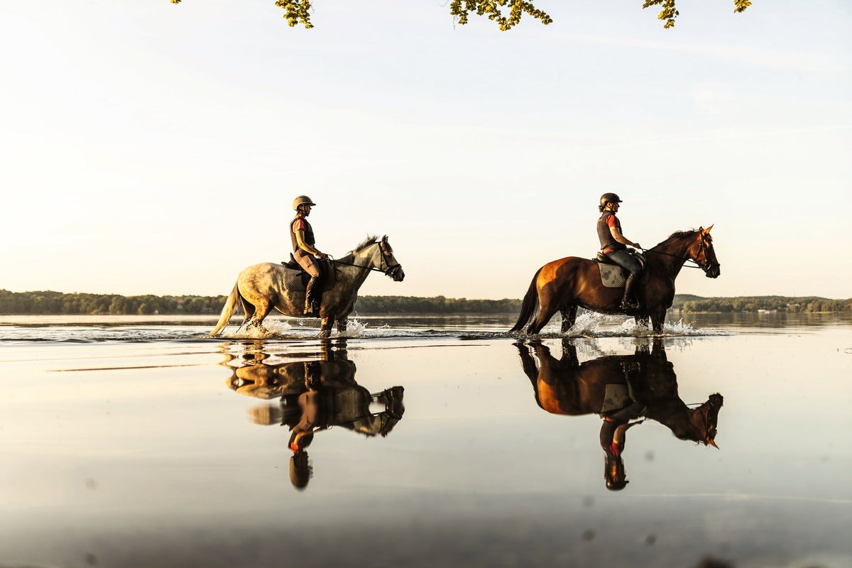 Reiten – Das ultimative Buch