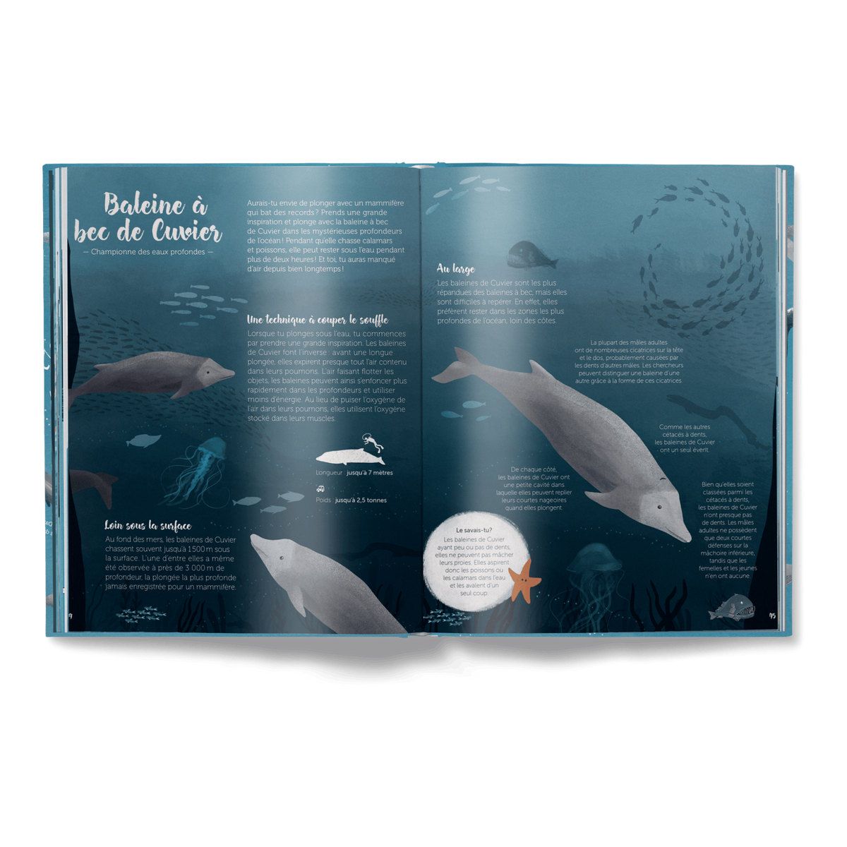 Die Welt der Wale