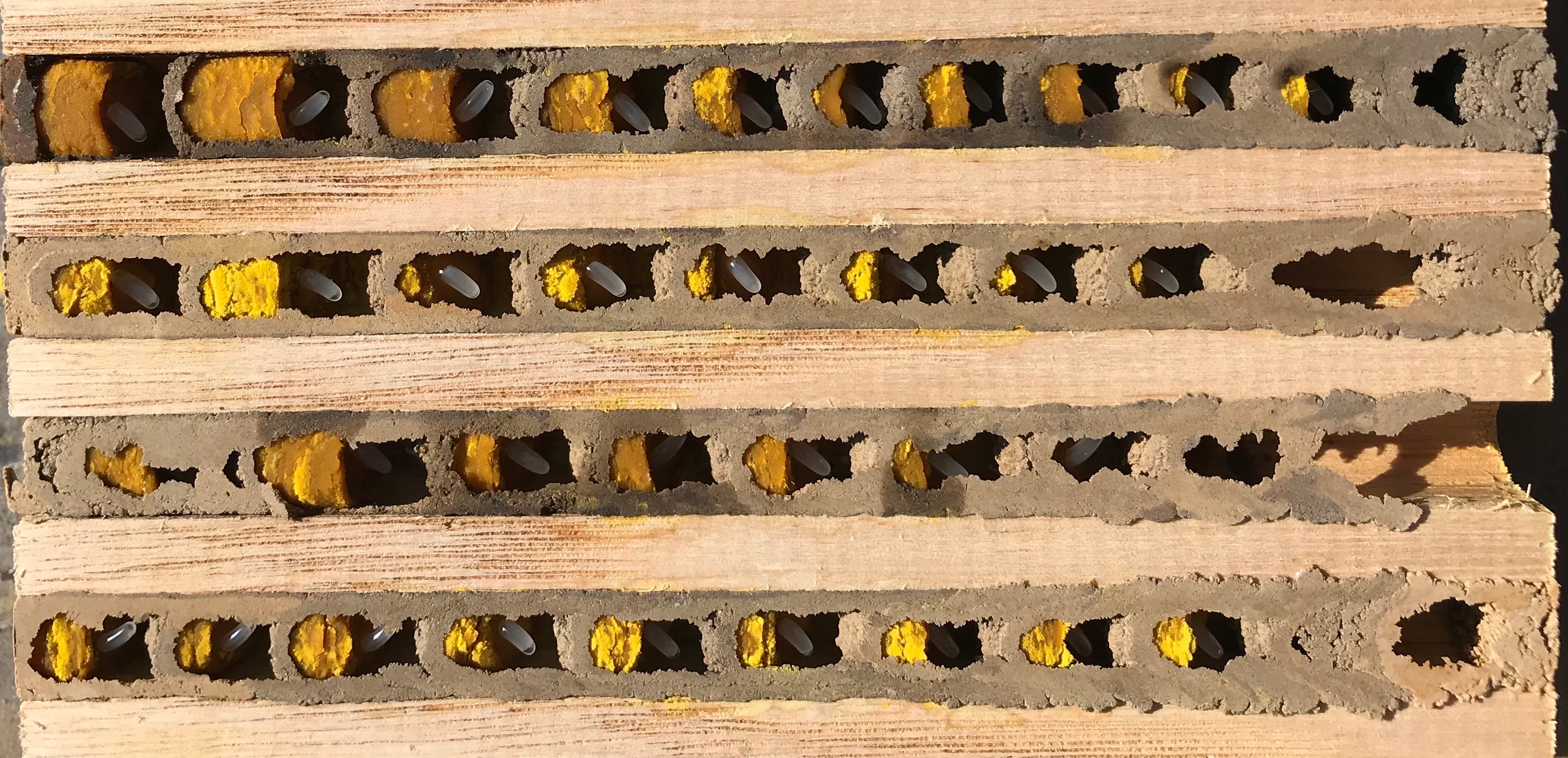 Insektenhotel aus Ahornholz